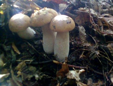 білі гриби в Карпатах