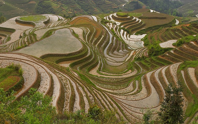 Юань Янг, рисовые поля