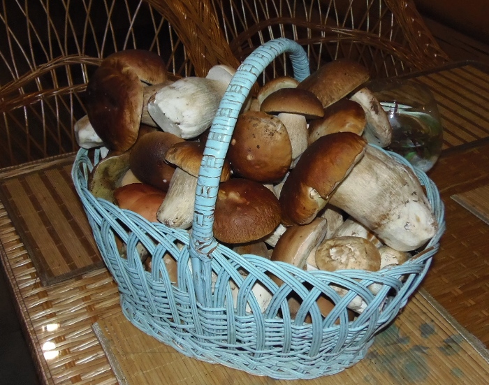 белые грибы в Карпатах